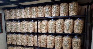 Read more about the article CRIPING KETELA “TANI JAYA”